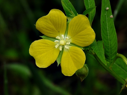 {Ludwigia peruviana}